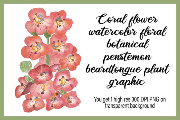 Coral Flower Watercolor Floral Botanical: A Versatile and Beautiful Illustration